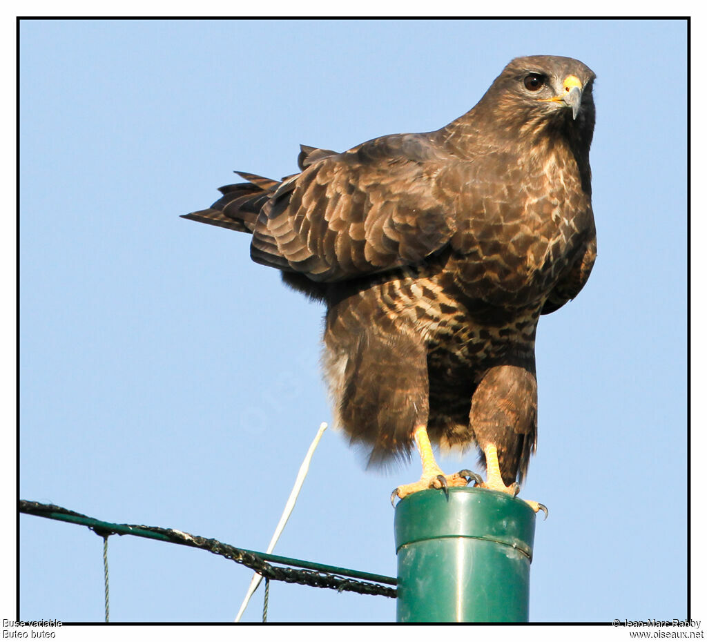 Buse variable, identification, Comportement