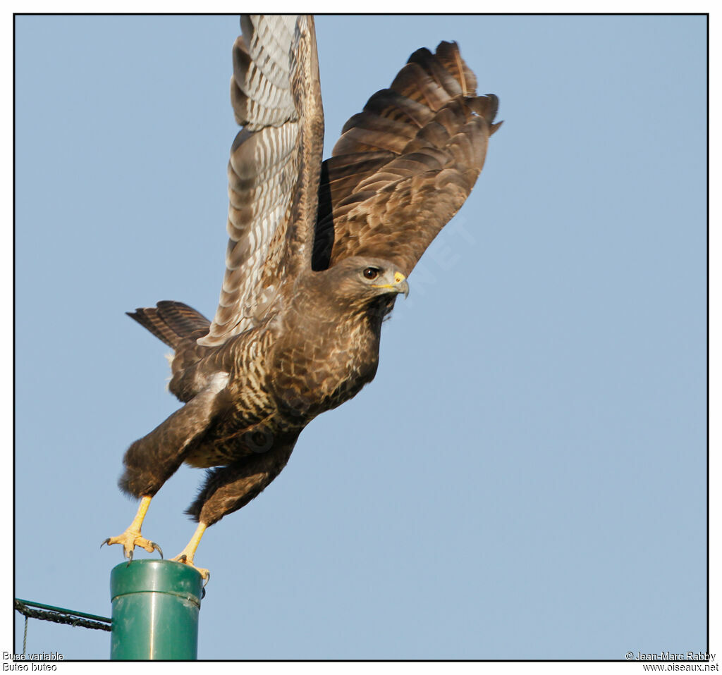 Common Buzzard, Flight