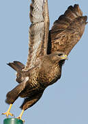 Common Buzzard