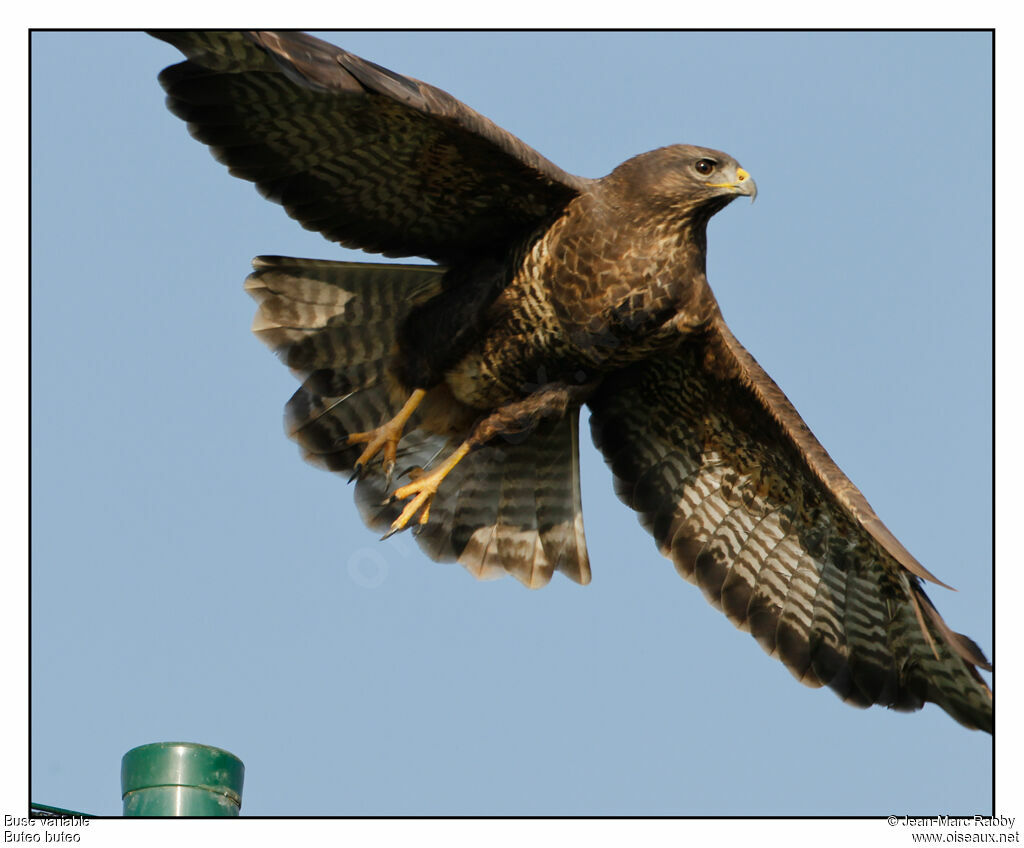 Common Buzzard, Flight