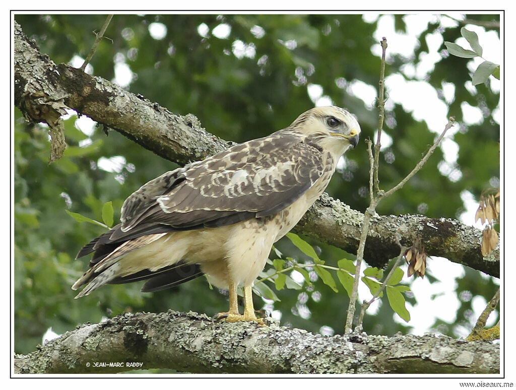 Buse variable, identification