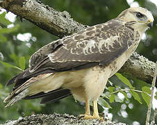 Common Buzzard