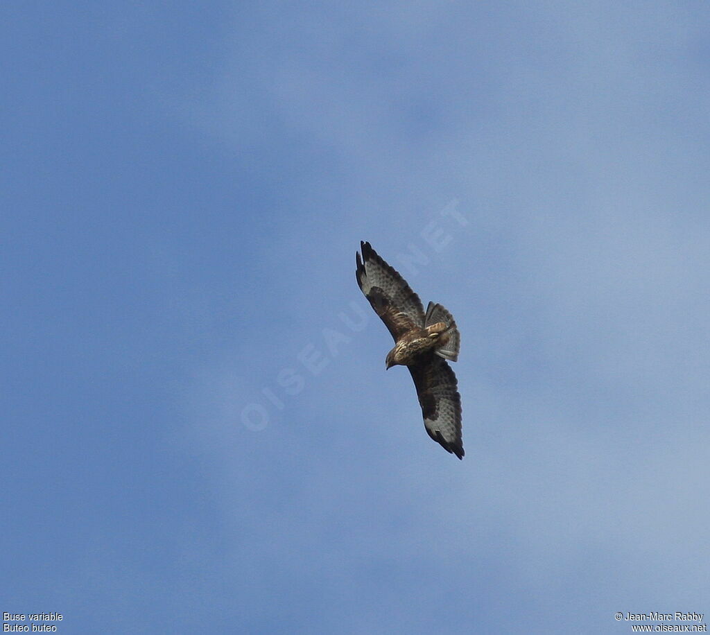 Common Buzzard, Flight