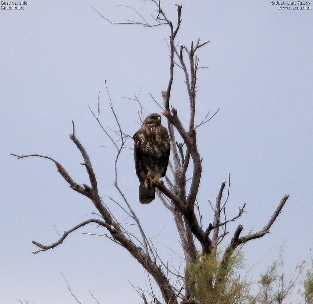 Buse variable, identification