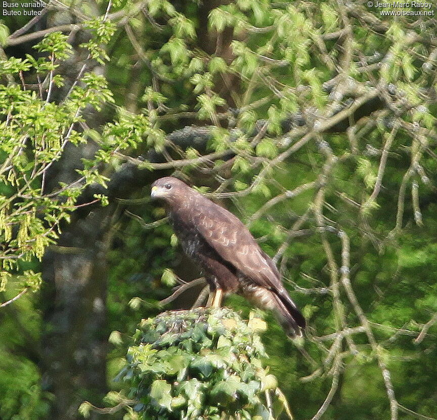 Buse variable, identification