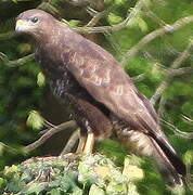 Common Buzzard