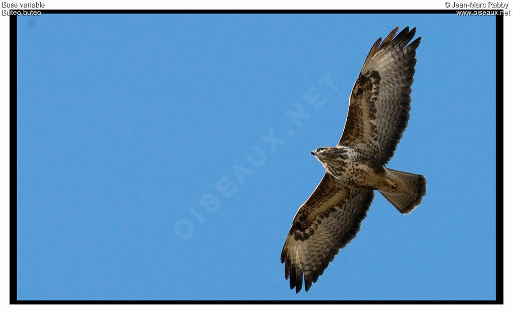 Common Buzzard, identification