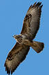 Buse variable