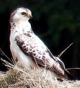 Common Buzzard