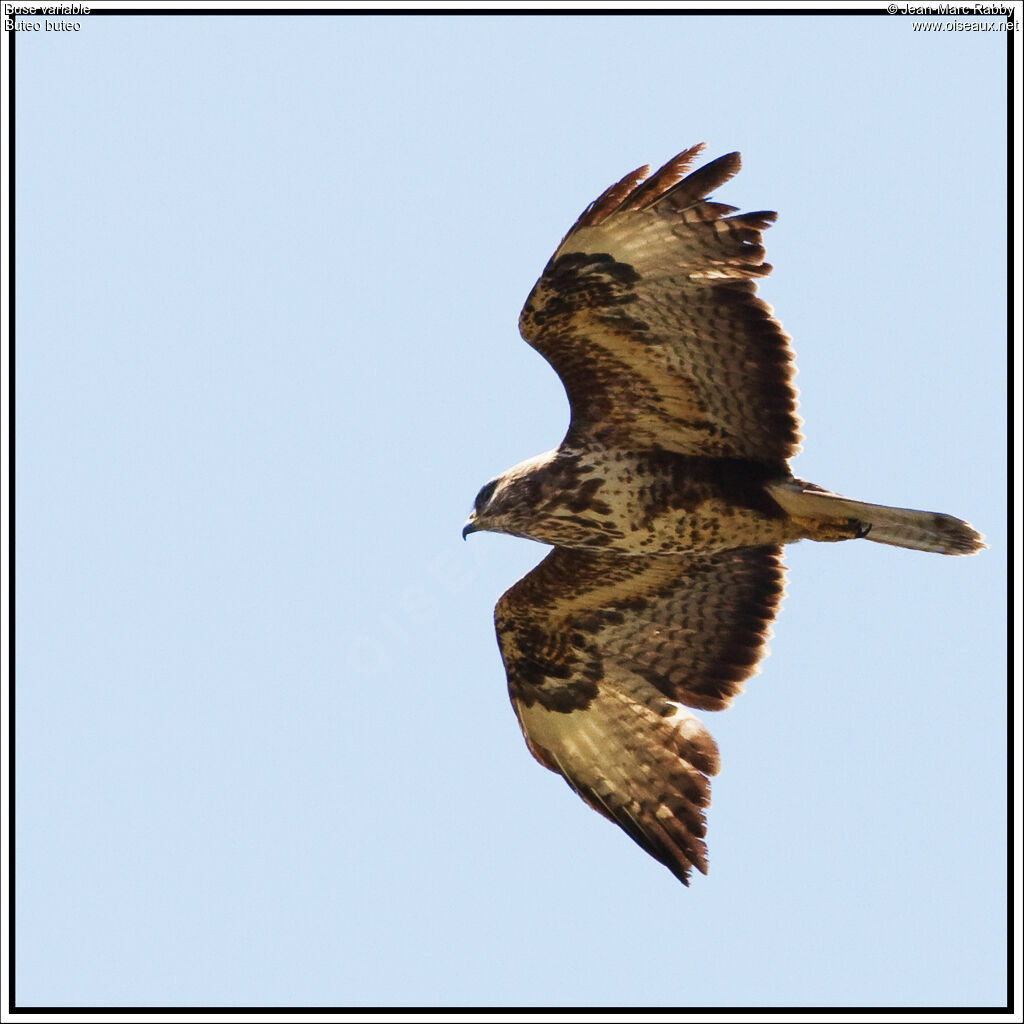 Common Buzzard, Flight