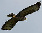 Buse variable