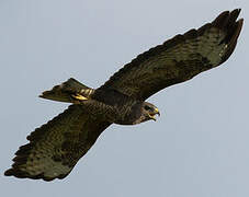 Common Buzzard