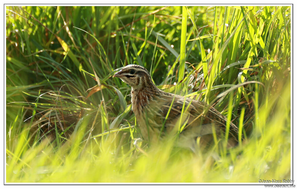 Common Quail, identification