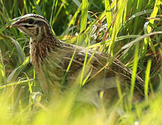 Common Quail