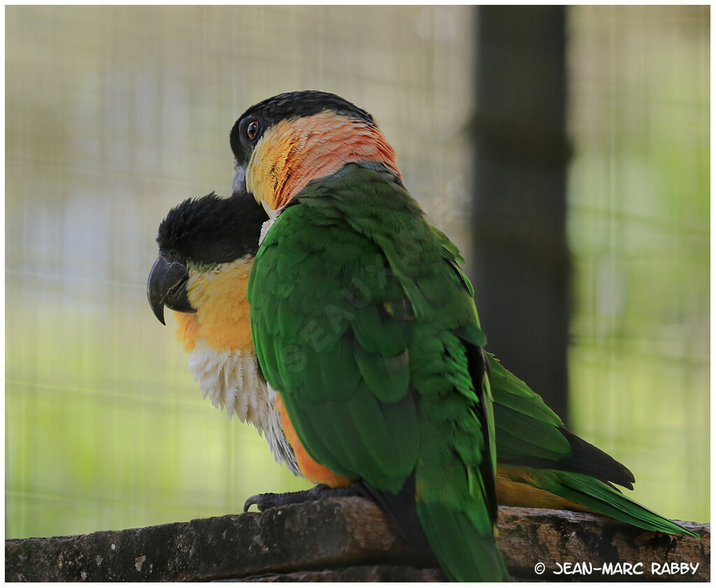 Black-headed Parrot, identification