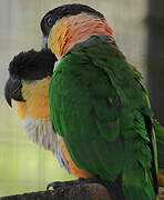 Black-headed Parrot