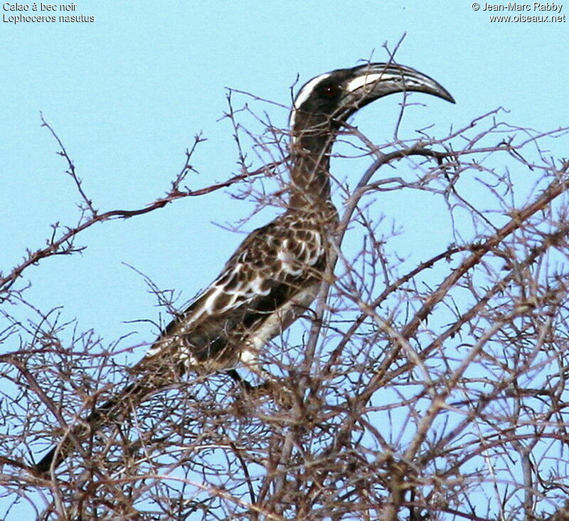 African Grey Hornbill