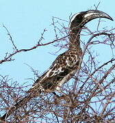 African Grey Hornbill