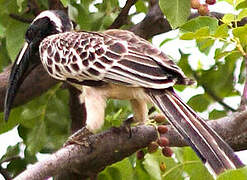 African Grey Hornbill