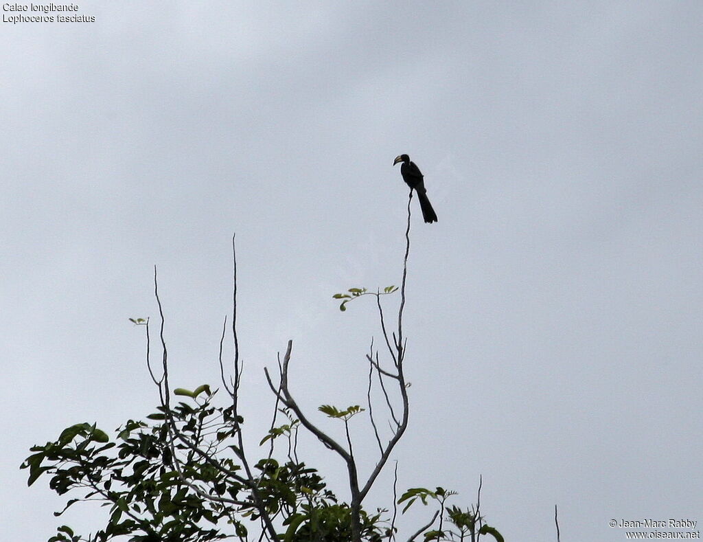 African Pied Hornbill