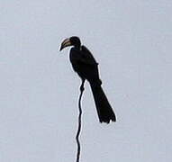 Congo Pied Hornbill