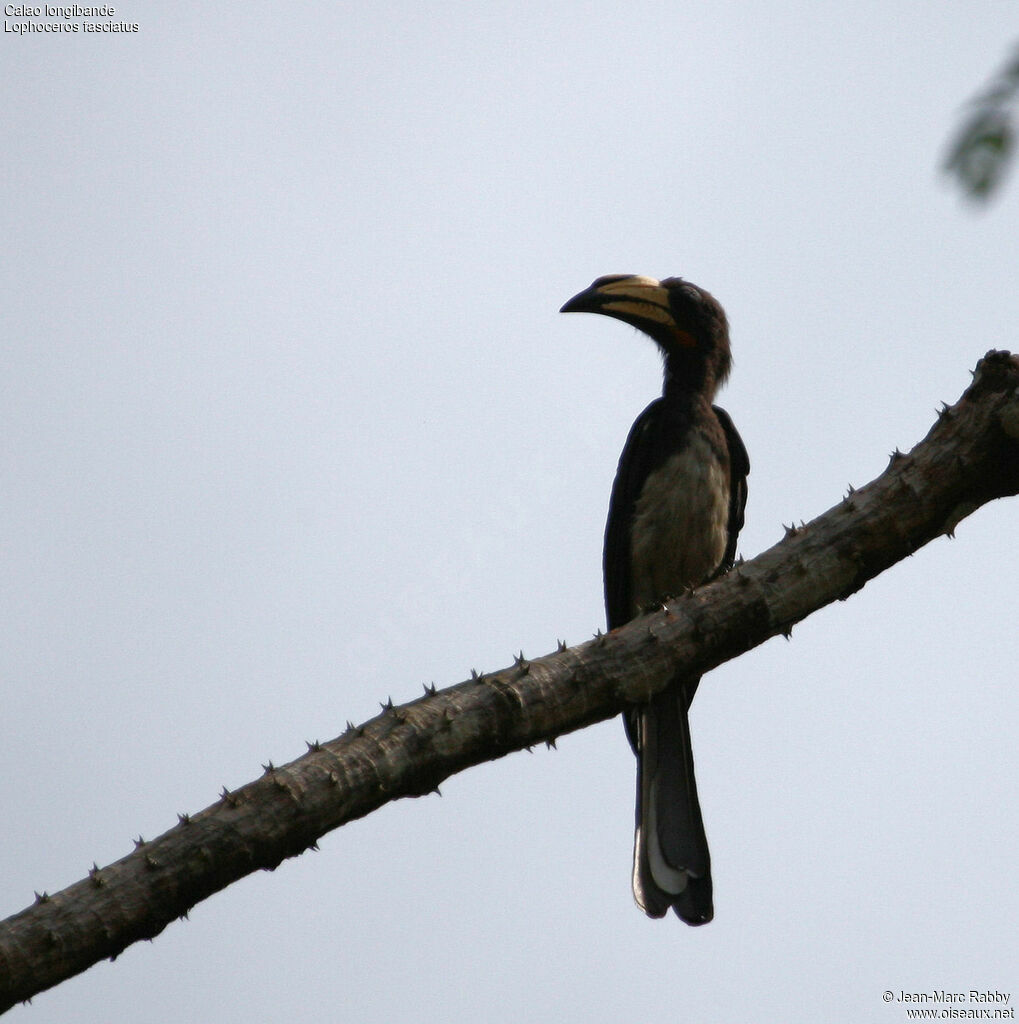 African Pied Hornbill