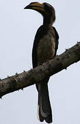 Congo Pied Hornbill