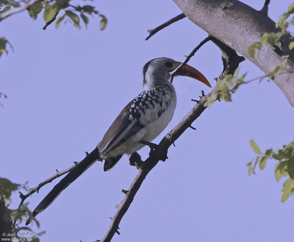 Western Red-billed Hornbill