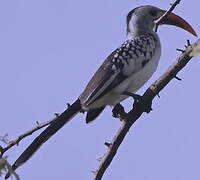 Western Red-billed Hornbill