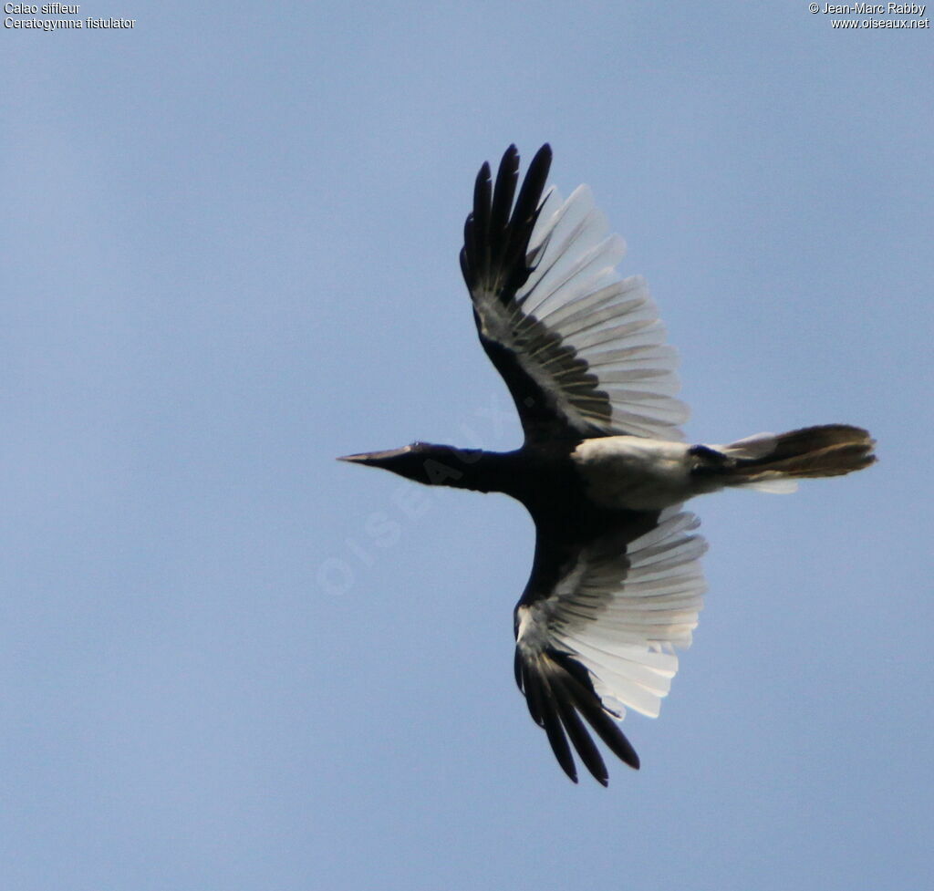 Piping Hornbill, Flight