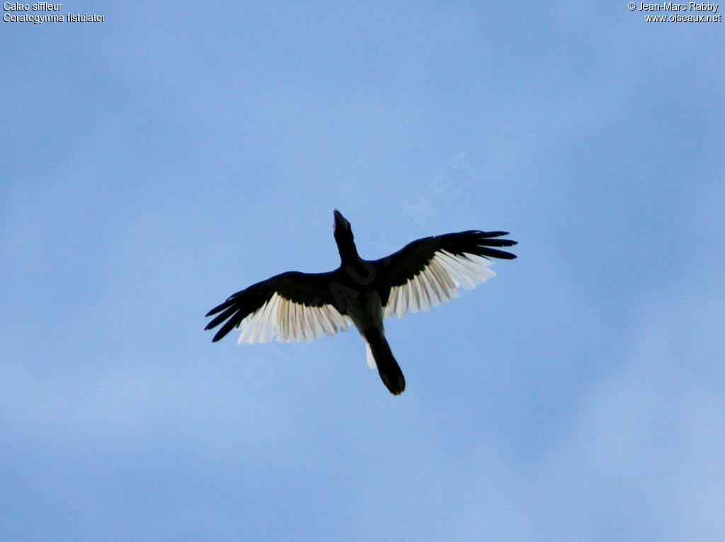 Piping Hornbill, Flight