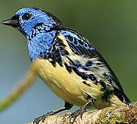 Turquoise Tanager