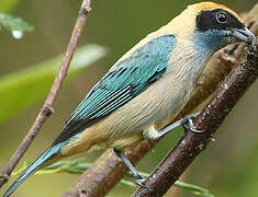 Burnished-buff Tanager