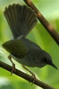 Green-backed Camaroptera