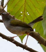 Green-backed Camaroptera