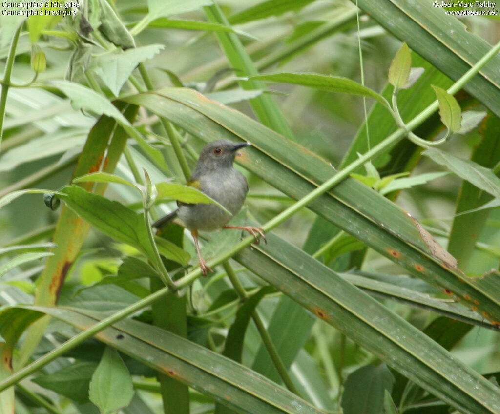 Green-backed Camaroptera