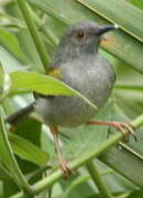 Green-backed Camaroptera