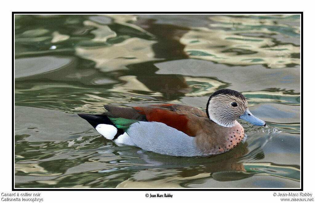 Canard à collier noir, identification