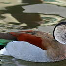 Canard à collier noir