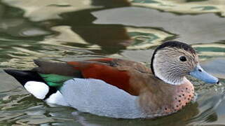 Ringed Teal