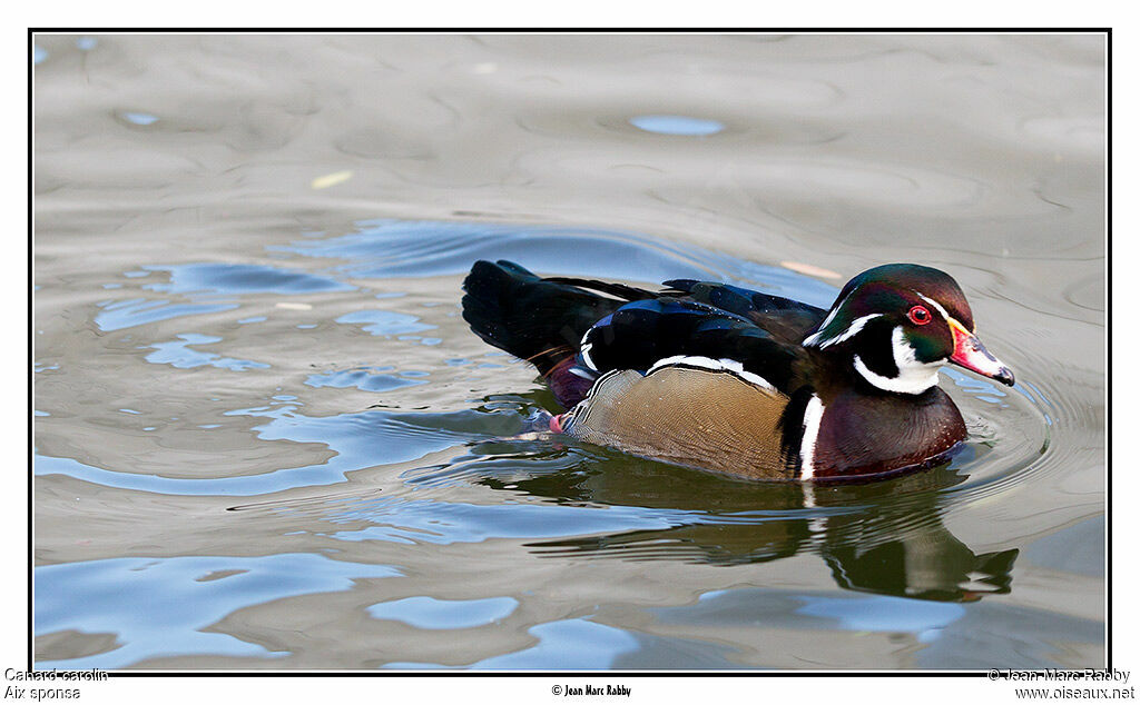 Canard carolin, identification