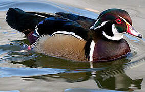 Canard carolin