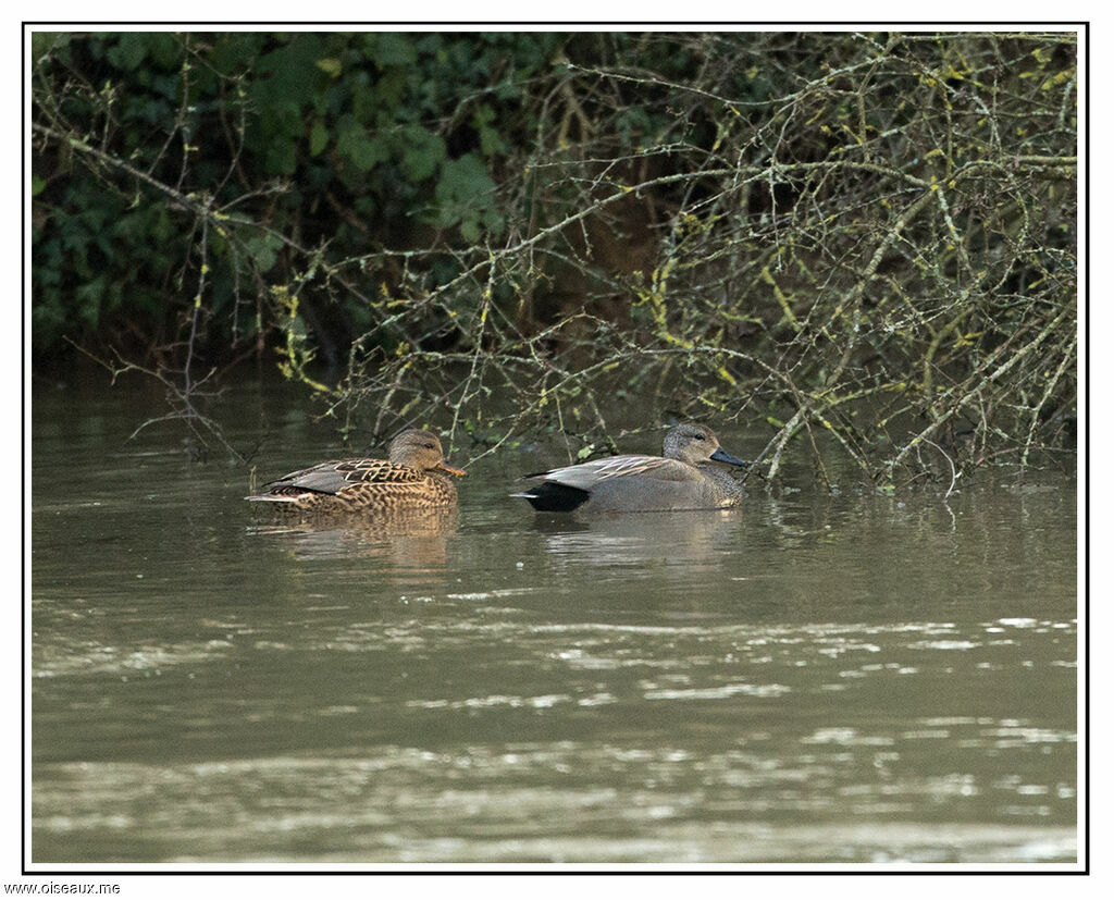 Canard chipeau , identification