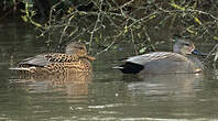 Canard chipeau