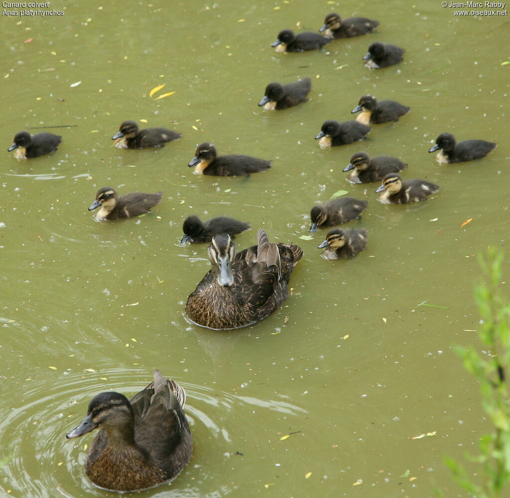 Canard colvert adulte, identification