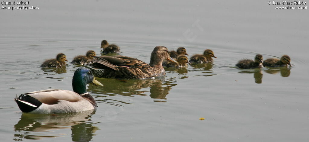 Canard colvert 