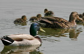 Canard colvert