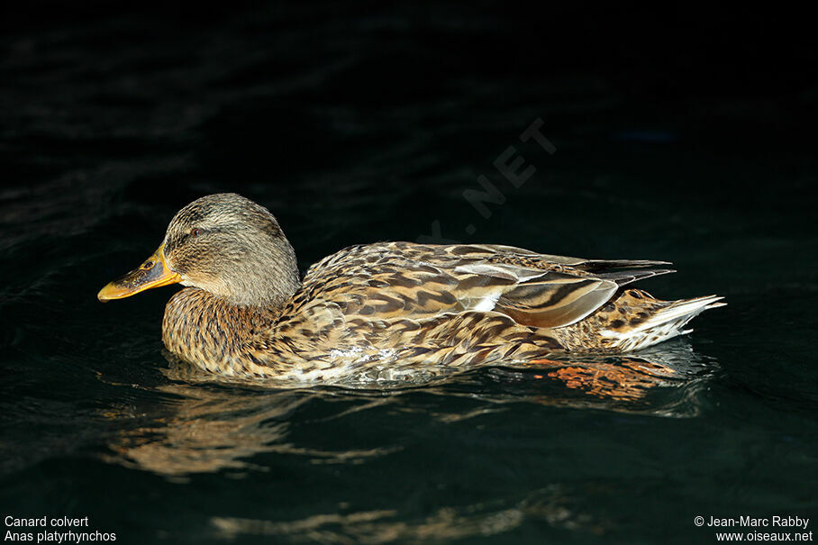 Mallard female, identification