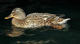 Canard colvert