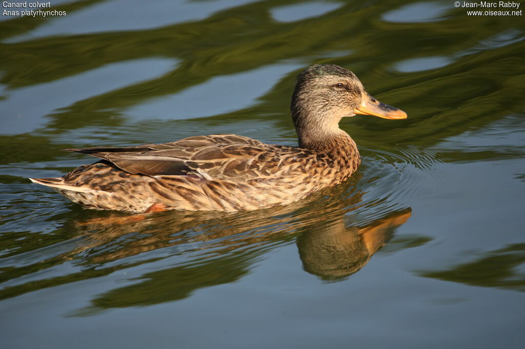 Mallard female, identification